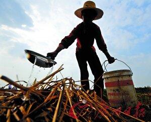 湖北省麻城市阎河镇石桥垸村村民在浇油茶树苗。新华社发