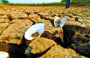 湖北省孝昌县一处干涸池塘底部的河蚌壳。