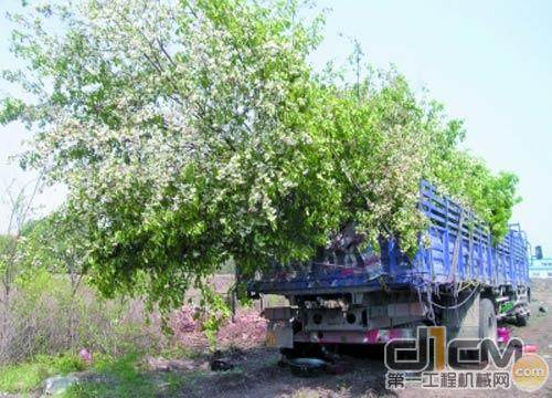 大卡车上装满果树