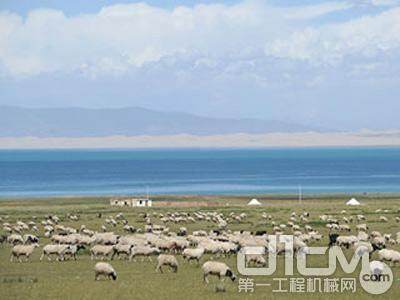 青海湖边的绵羊群
