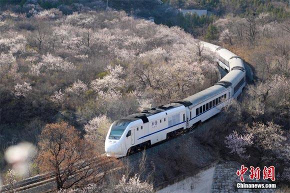 和谐号列车穿越居庸关花海 被赞开往春天的列车