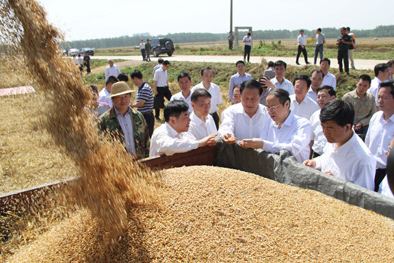 现场领导查看谷王TB60小麦收割机卸粮情况