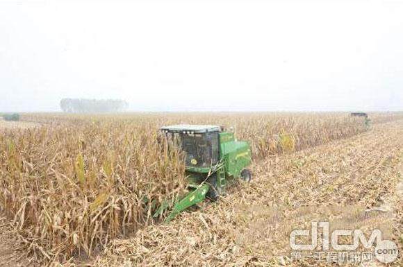 谷王玉米籽粒收获机在进行机收作业