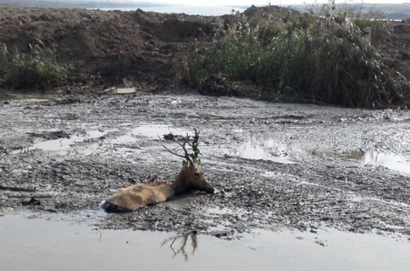 麋鹿被困泥塘