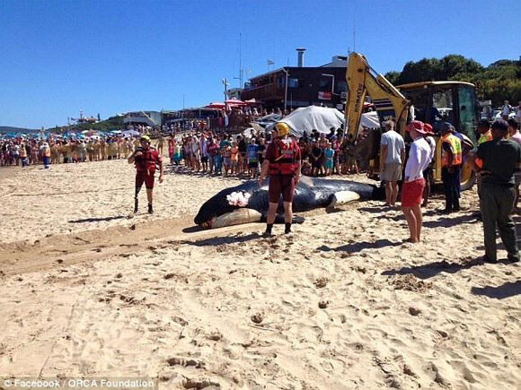 鲸鱼在南非海滩搁浅死亡 装载机两头忙上阵清理尸体
