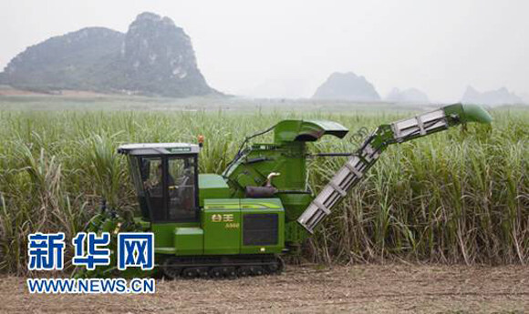 中联重科甘蔗收获机在广西作业