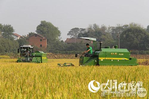 谷王PL50水稻机在田间作业