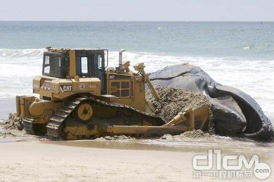 巨鲸现身洛杉矶海滩 卡特彼勒推土机上场清理