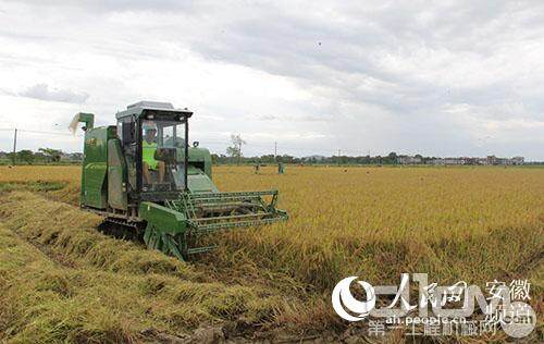 驾驶室机型水稻机让农机手双抢“清凉”上阵