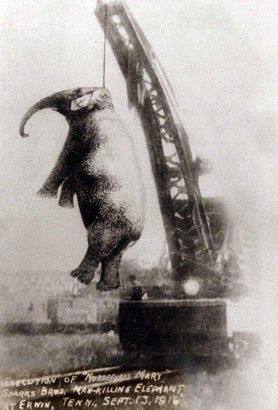 起重机的另类奇葩用法：曾经为大象执行绞刑