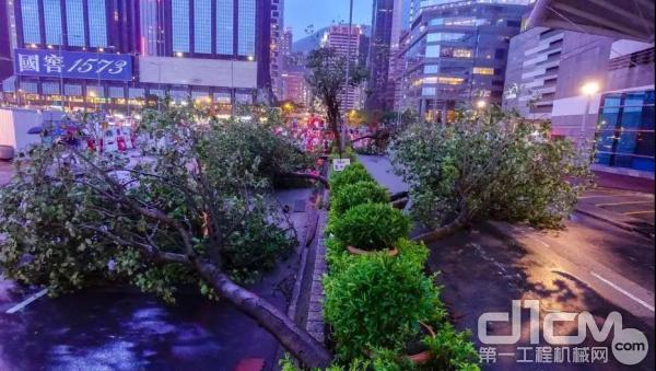 9月16日傍晚，强台风“山竹”袭击下的香港到处是倒塌的树木。通往金紫荆广场的绿化带上多棵大树被连根拔起。