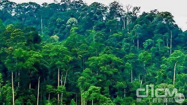 马来西亚热带雨林