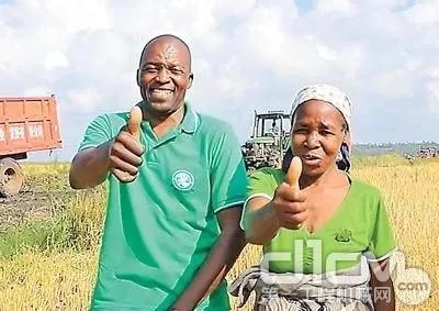 莫桑比克的中非农业合作项目水稻收割现场