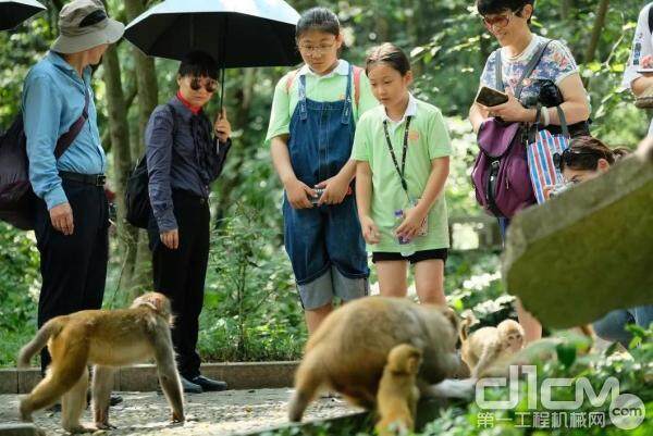 与山间猴子亲密接触 