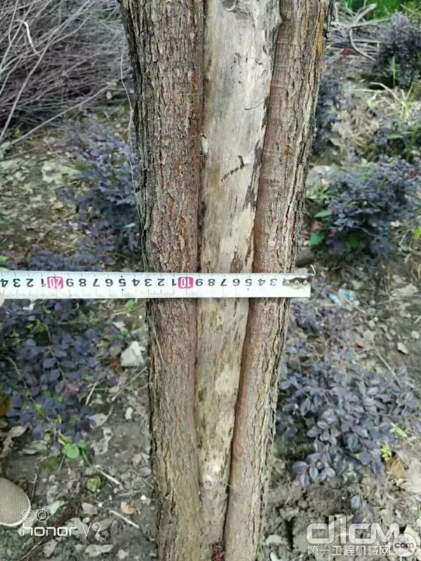 苗木直径在14cm 