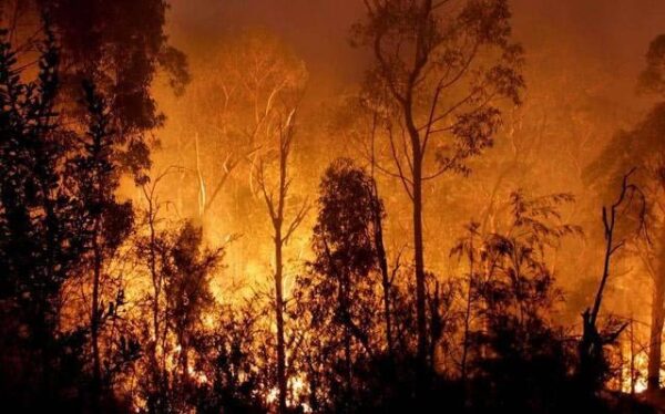 美国的森林火灾