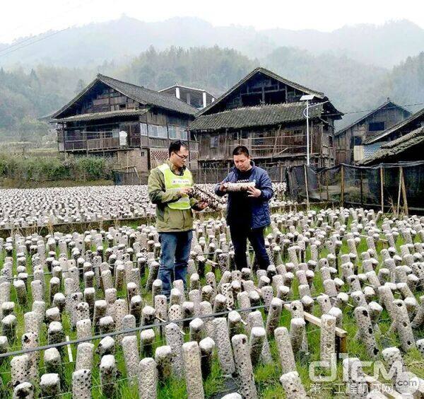 柳工投资9万元探索实施菌类种植产业项目