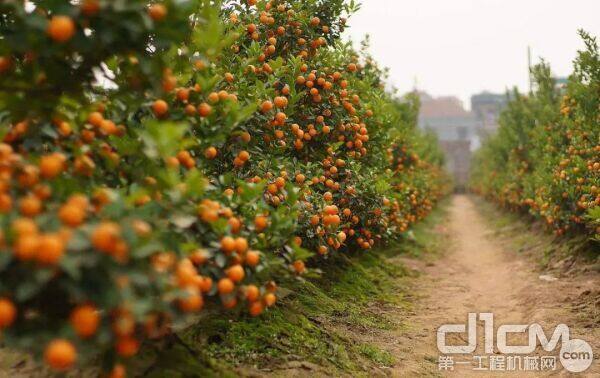 朱光振一直期盼着今年砂糖桔的收获季节