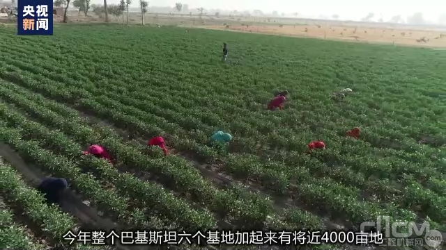 中央广播电视总台-央视新闻：总台记者探访中巴合作辣椒产业示范基地 农业产业合作正初见成效