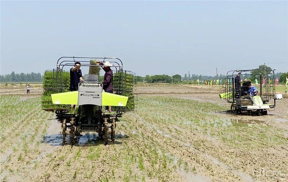 中联重科新型的水稻有序抛秧机进行抛秧作业