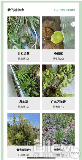 植物认知