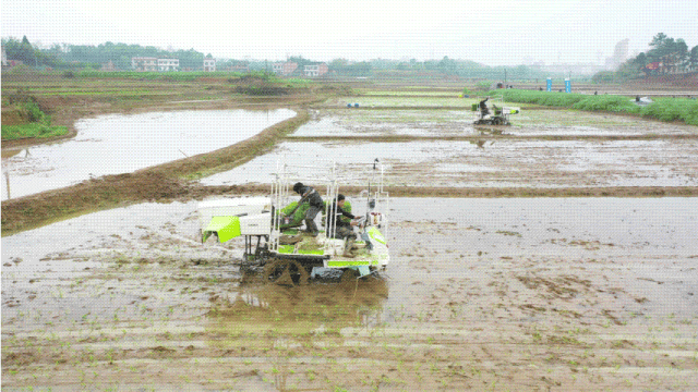 水稻抛秧机极大提升了种植效率，减轻了劳动强度，促进粮食作物增产增收。