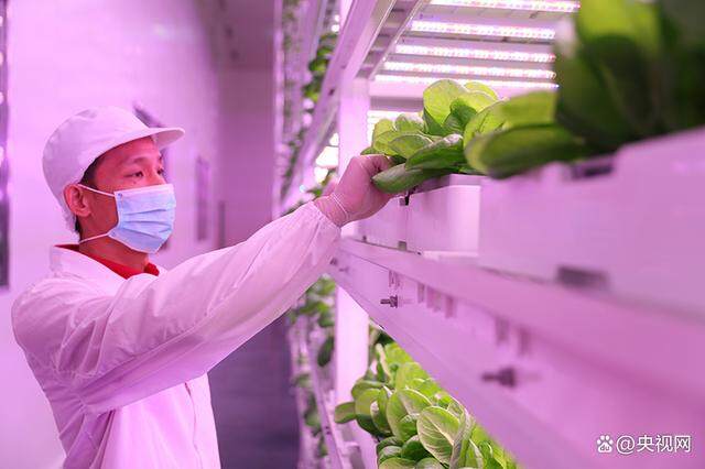 2018年6月15日，福州一家企业的技术人员正在查看蔬菜生长情况